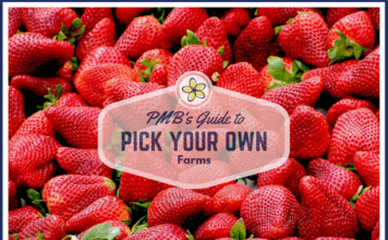 pick your own strawberries Providence Moms Blog