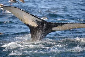 whale tail in the ocean Providence Moms Blog