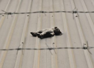 teddy bear against barbed wire Providence Moms Blog