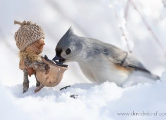 Acorn person feeds bird in the snow